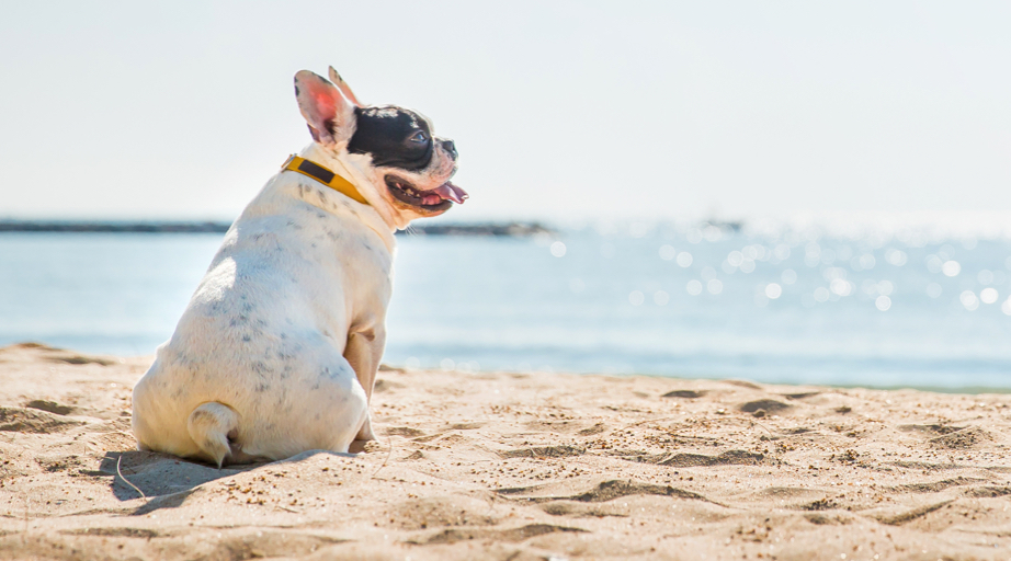Dog on beach overlooking water